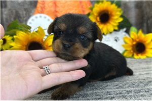 Porter - Yorkie for sale