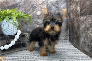 Baxter - Yorkshire Terrier - Yorkie for sale