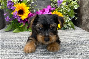 Bugs - Yorkshire Terrier - Yorkie for sale