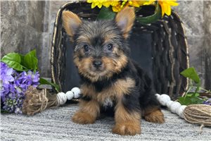 Tulla - Yorkshire Terrier - Yorkie for sale