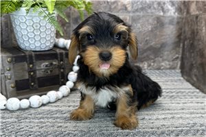 Nicholas - Yorkshire Terrier - Yorkie for sale
