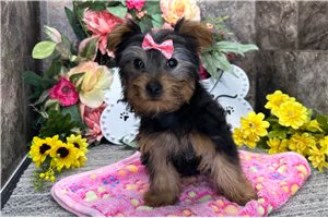 Dani - Yorkshire Terrier - Yorkie for sale