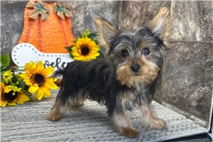 Nate - Yorkie for sale