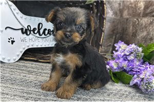 Brylie - Yorkshire Terrier - Yorkie for sale