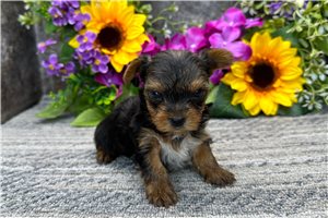 Neko - puppy for sale