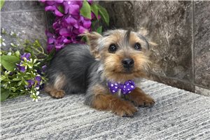 Dagger - Yorkshire Terrier - Yorkie for sale