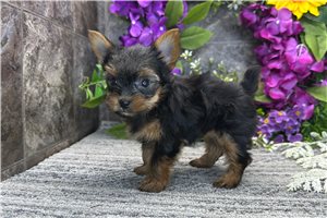 Nancy - Yorkshire Terrier - Yorkie for sale