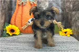 Noodle - Yorkshire Terrier - Yorkie for sale