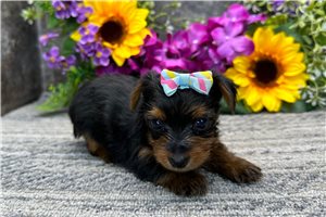 Nicky - puppy for sale