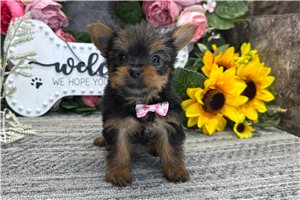 Titus - Yorkshire Terrier - Yorkie for sale