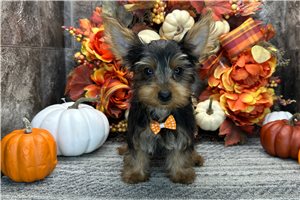 Nate - Yorkshire Terrier - Yorkie for sale