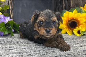 Odie - Yorkshire Terrier - Yorkie for sale