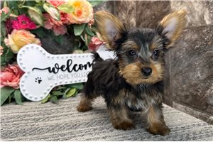 Nate - Yorkshire Terrier - Yorkie for sale