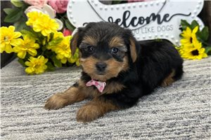 Pauly - Yorkshire Terrier - Yorkie for sale