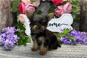 Barbie - puppy for sale
