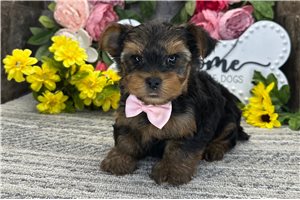 Odie - Yorkshire Terrier - Yorkie for sale