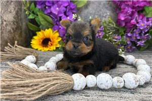 Titus - Yorkshire Terrier - Yorkie for sale