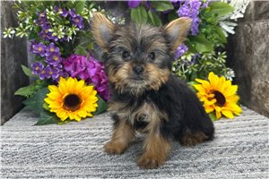 Titus - Yorkshire Terrier - Yorkie for sale