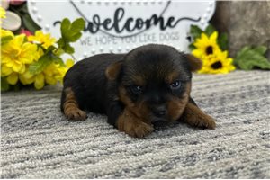 Tulla - puppy for sale