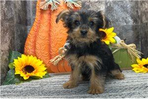 Nelly - Yorkshire Terrier - Yorkie for sale
