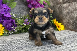 Tucker - Yorkshire Terrier - Yorkie for sale