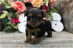 Noodle - puppy for sale
