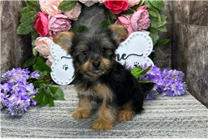 Brylie - puppy for sale