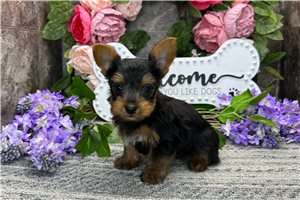 Nate - Yorkshire Terrier - Yorkie for sale