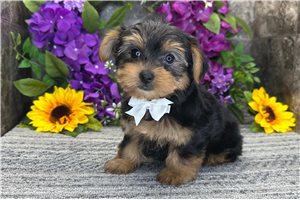 Pauly - Yorkshire Terrier - Yorkie for sale