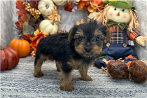 Peaches - Yorkie for sale