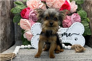 Titus - Yorkshire Terrier - Yorkie for sale
