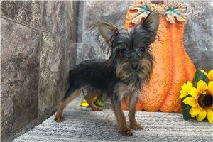 Betty - puppy for sale