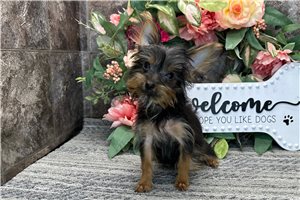 Betty - Yorkshire Terrier - Yorkie for sale