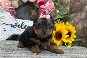Tulla - Yorkshire Terrier - Yorkie for sale