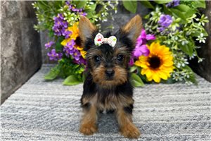 Baylee - Yorkshire Terrier - Yorkie for sale
