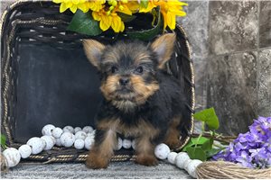 Titus - puppy for sale
