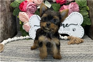 Nancy - Yorkshire Terrier - Yorkie for sale