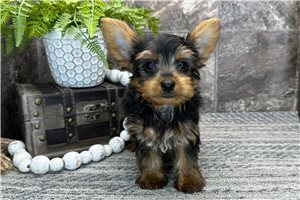 Nate - Yorkshire Terrier - Yorkie for sale