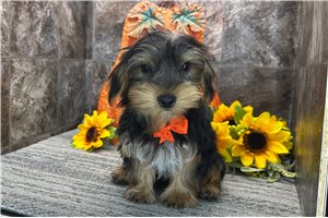 Nicholas - puppy for sale