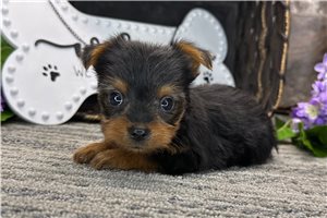 Baylee - Yorkshire Terrier - Yorkie for sale