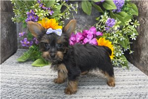Betty - Yorkshire Terrier - Yorkie for sale