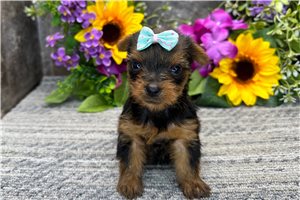 Natasha - Yorkshire Terrier - Yorkie for sale