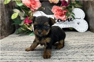 Nancy - puppy for sale