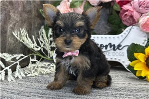 Tucker - Yorkshire Terrier - Yorkie for sale