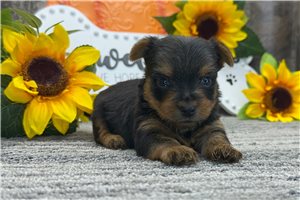 Paxton - Yorkie for sale