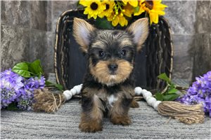 Tucker - puppy for sale