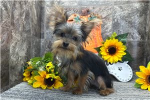 Baxter - Yorkie for sale