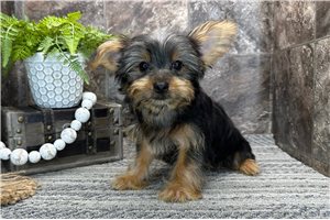 Brylie - Yorkshire Terrier - Yorkie for sale