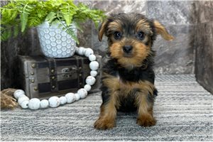 Natasha - Yorkshire Terrier - Yorkie for sale