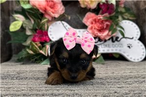Nelly - Yorkshire Terrier - Yorkie for sale